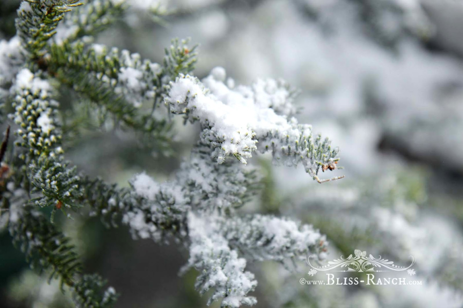 Bliss Ranch Flocking The Tree Using A Pro Grade Flock