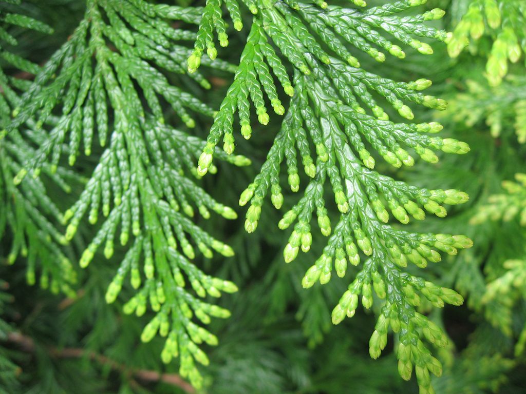 Botany Without Borders January 2012