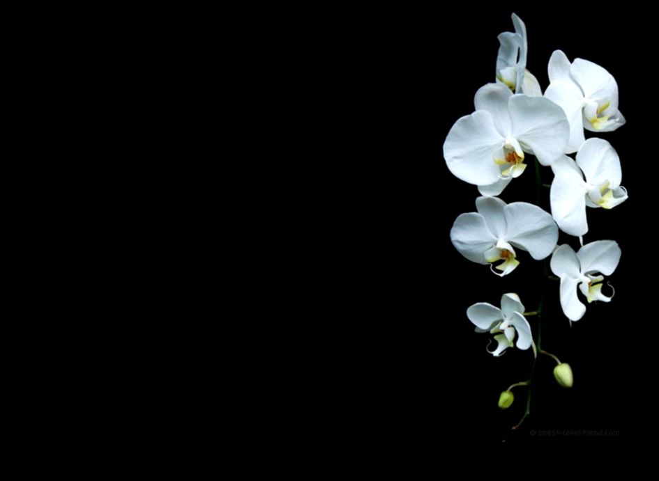 White Orchid Wallpapers Wallpaper Cave White Orchid Wallpapers Wallpaper Cave