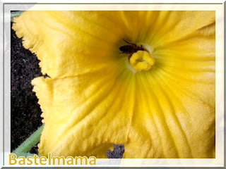 Zucchiniblüte mit Biene Blüte im August