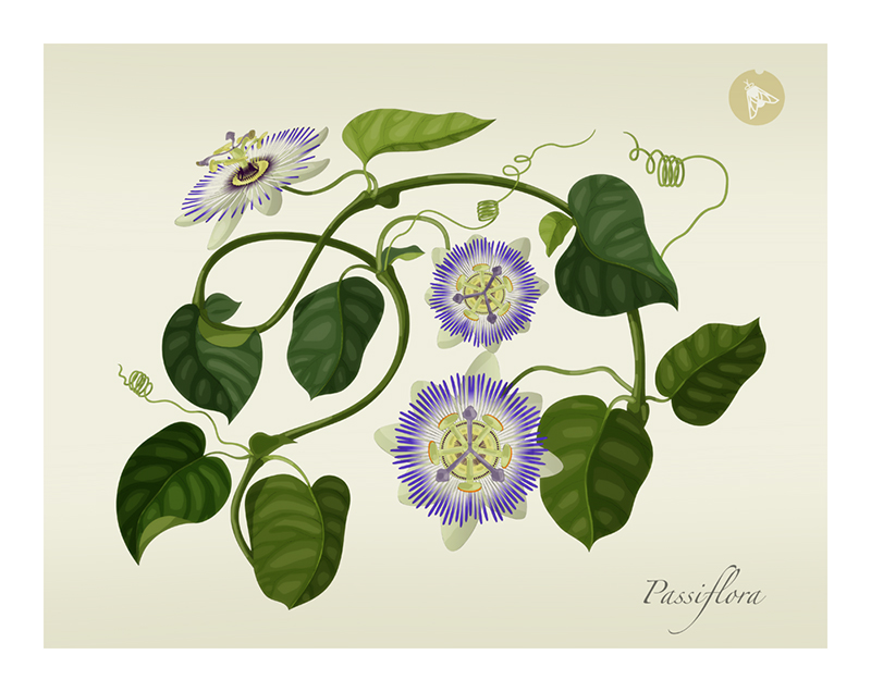 Botanical Illustration. Passion flower illustration