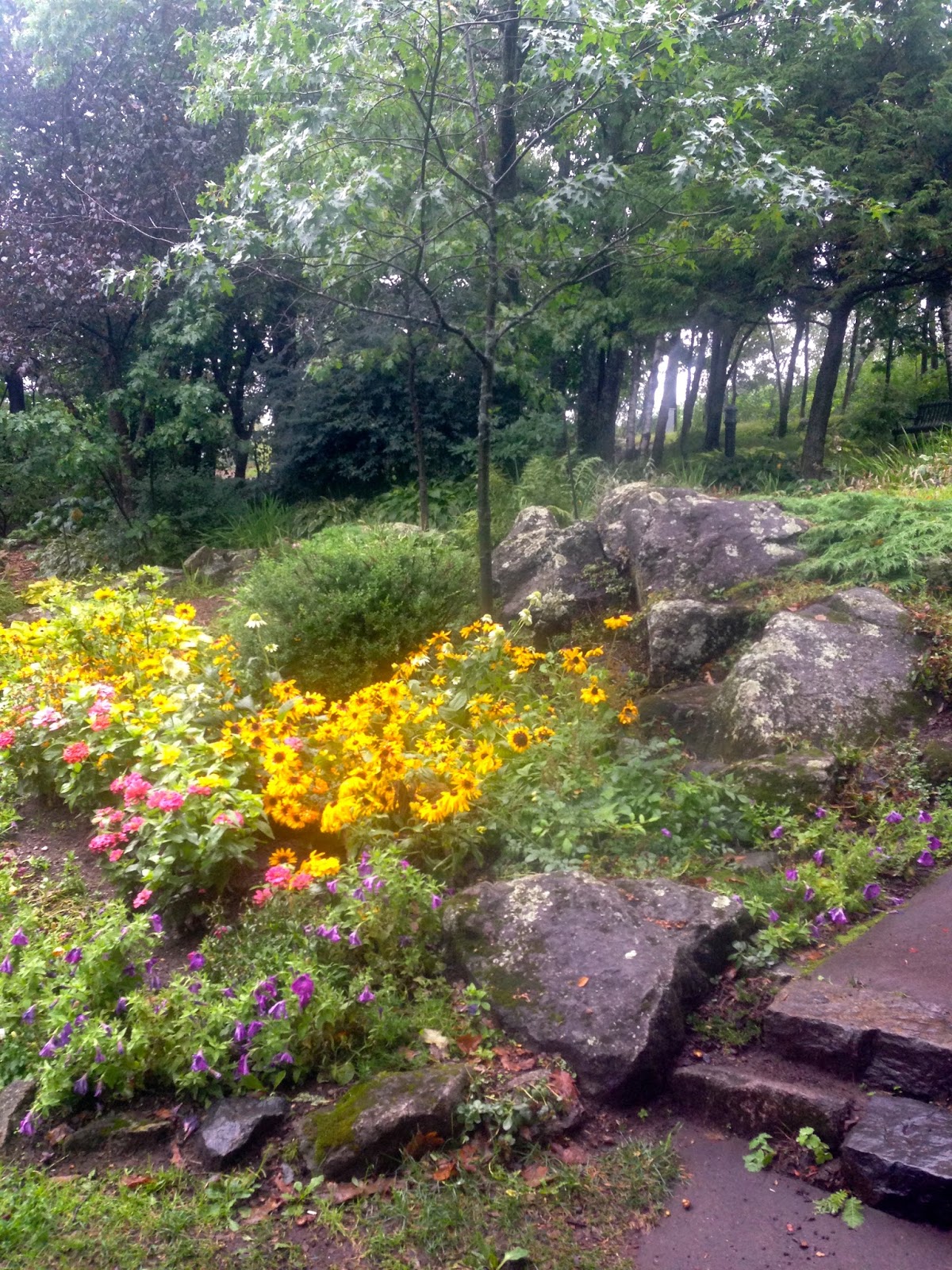 Limelight Hydrangeas In Bloom