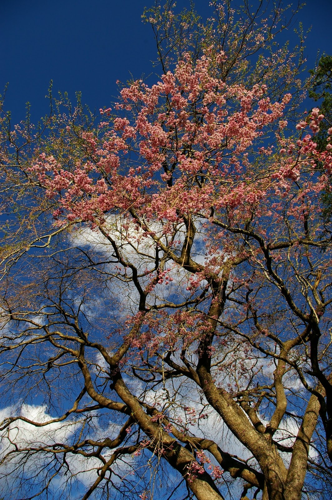 は の字日記 4月 13