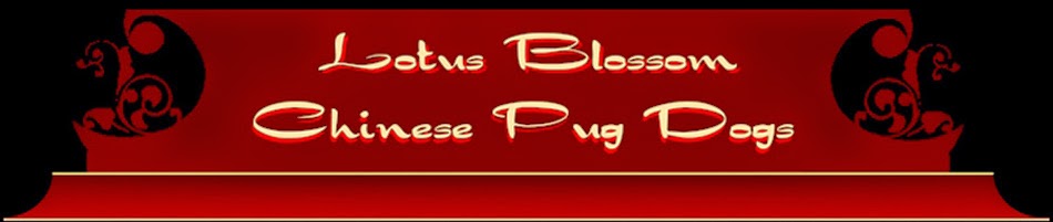 Lotus Blossom Pugs