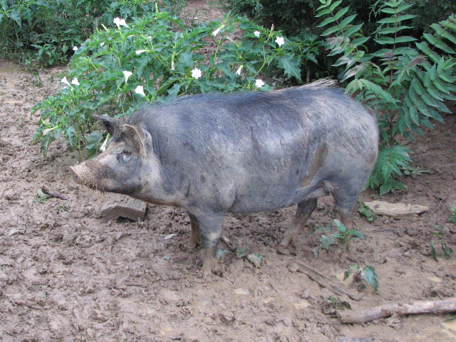 ossabaw hog