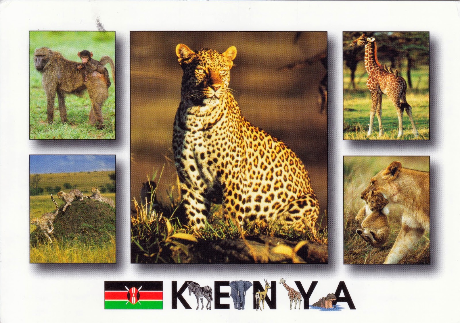 Wax On Danielsan — Postcards Kenya