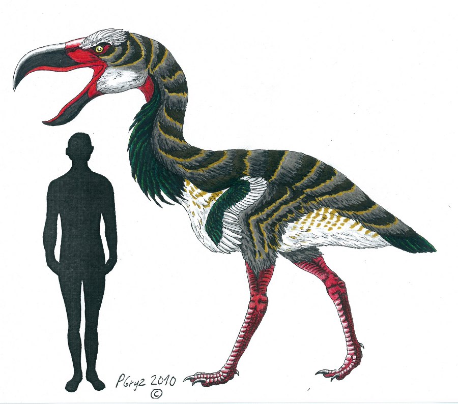 Til the Last Hemlock Dies Kelenken guillermoi.