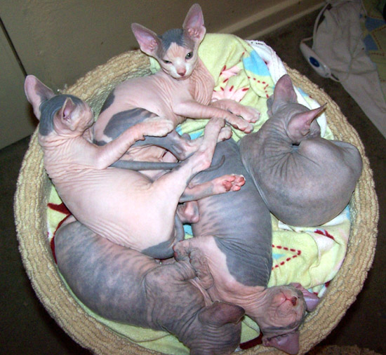 Sphynx Breeder