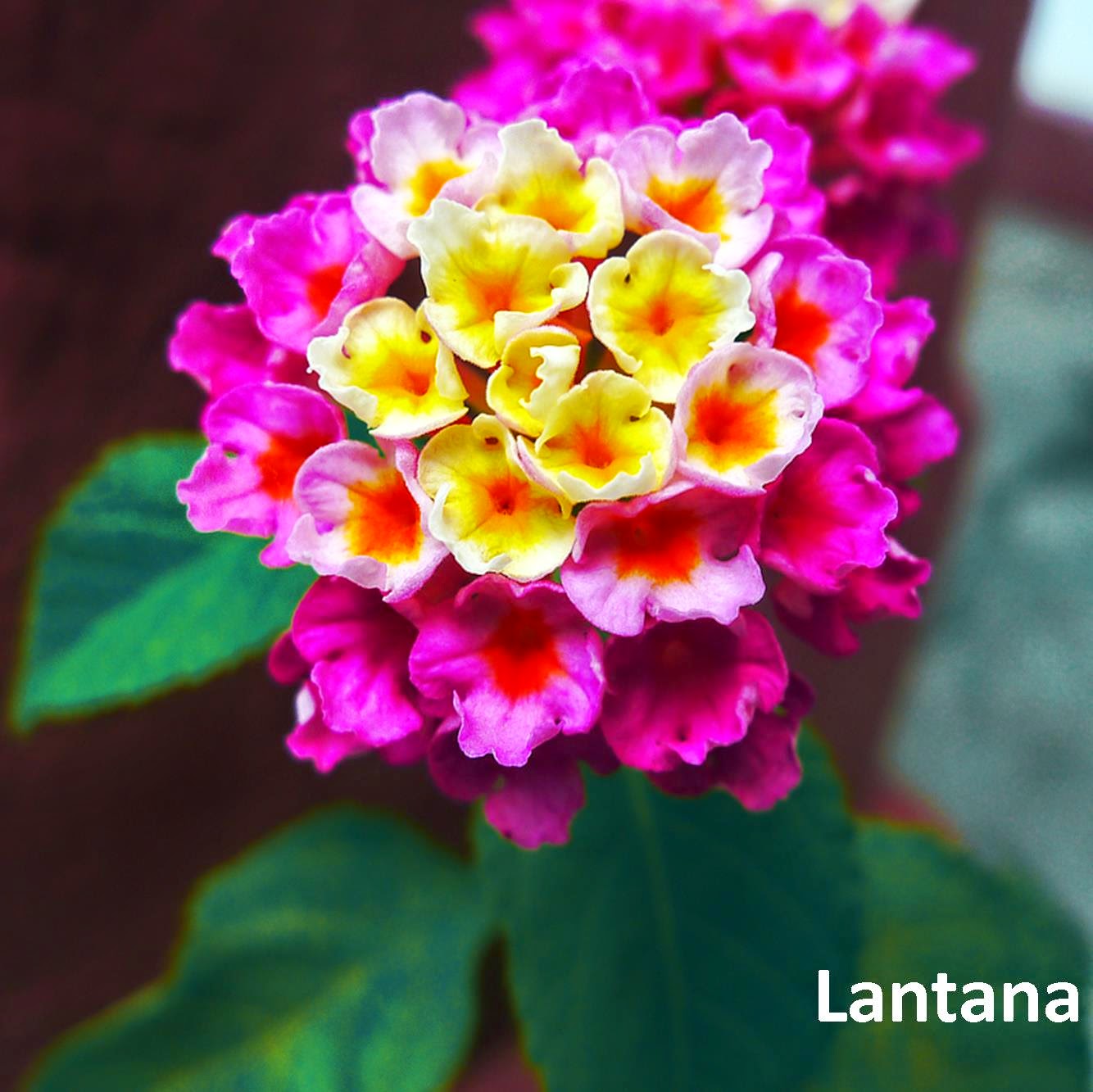 University of Florida/IFAS Charlotte County Extension Toxic plants aplenty