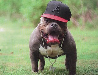 pitbull+homie.jpg