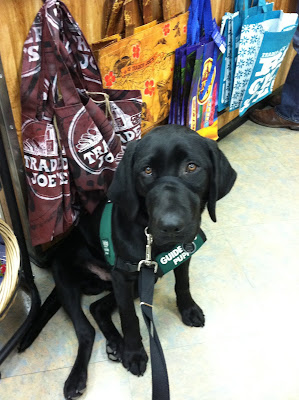 Foley in a lazy sit in front of a display of Trader Joe's bags, a big pouty look on his face