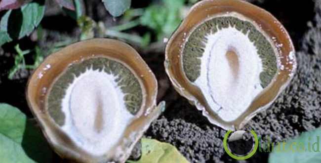 Stinkhorn Mushrooms Stinkhorn Mushrooms