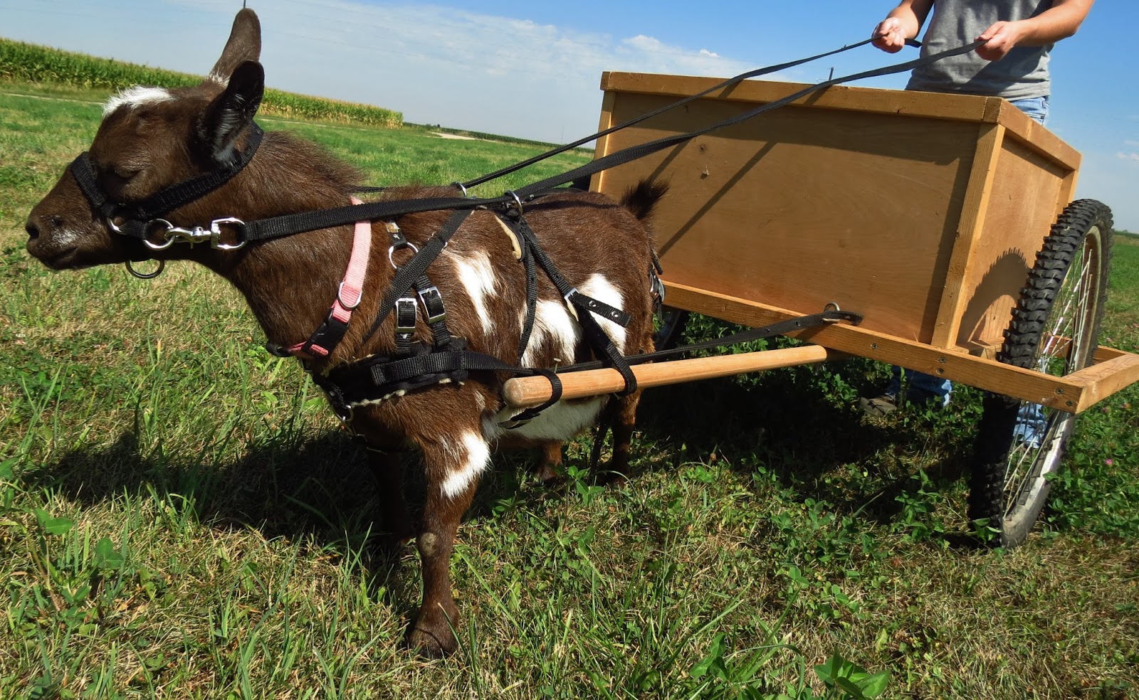 Working Goats What Now? The Thrifty Homesteader