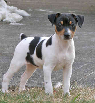 Are Jack Russell Good Family Dogs Are Jack Russell Good Family Dogs