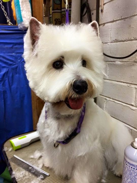GREAT WESTIE GROOMING IN TUCSON BBird's GroomBlog