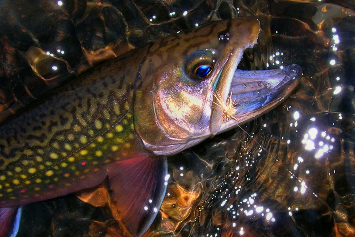 Small Stream Reflections Brook Trout on a Dry Fly, A January Dry Fly