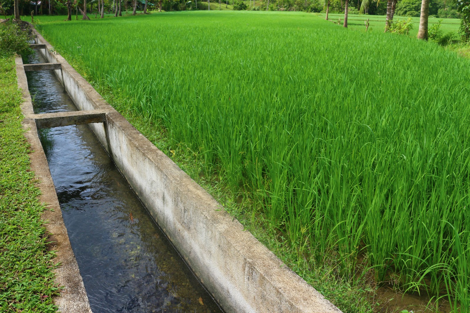 Albay 3rd District Bringing life to dry lands
