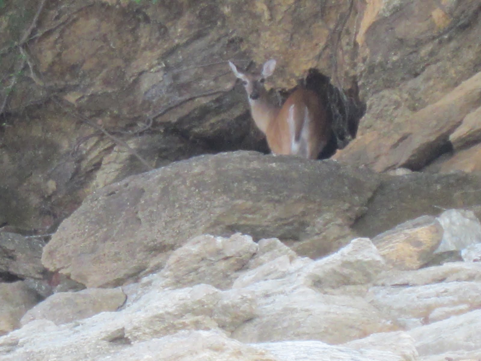 Lake Jocassee Underwater