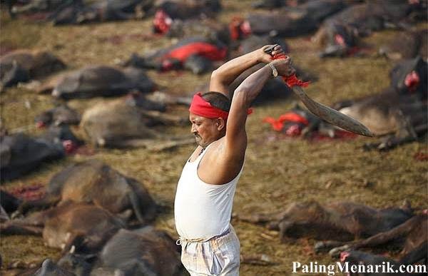 Festival Paling Aneh di Dunia dengan Membunuh 250.000 Binatang Festival Paling Aneh di Dunia dengan Membunuh 250.000 Binatang