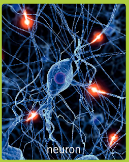 SGAguilar Javier Ramos: The nervous system