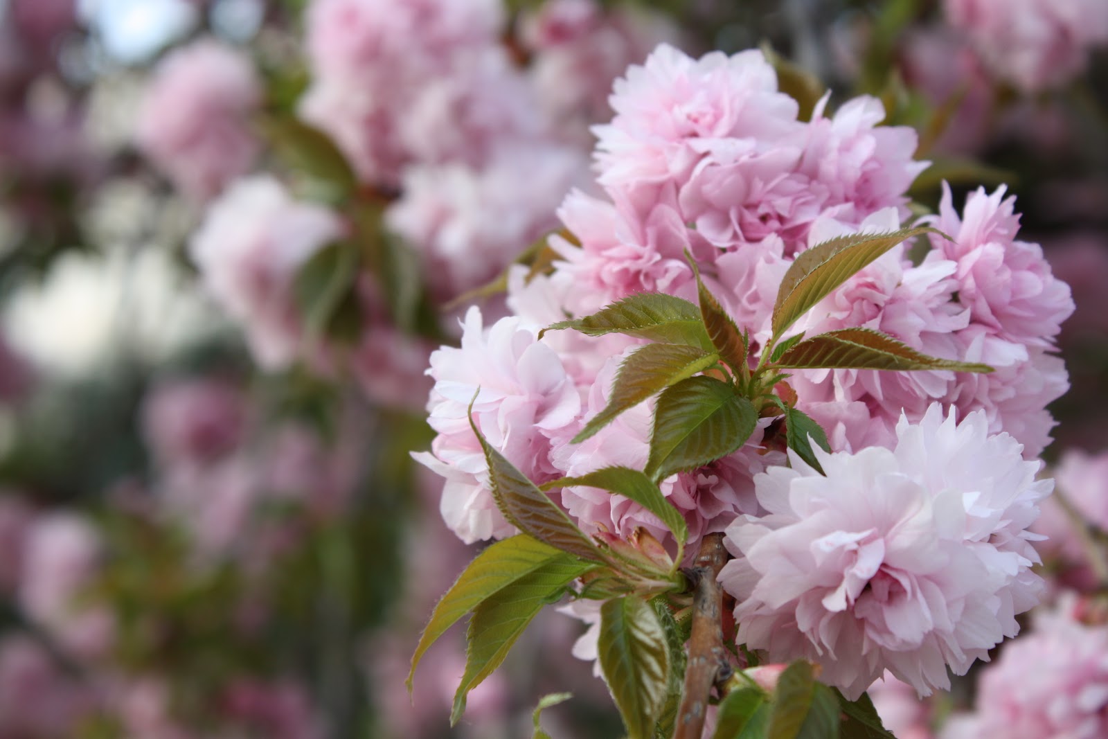 Pink Flowering Trees Garden - Wendys Hat