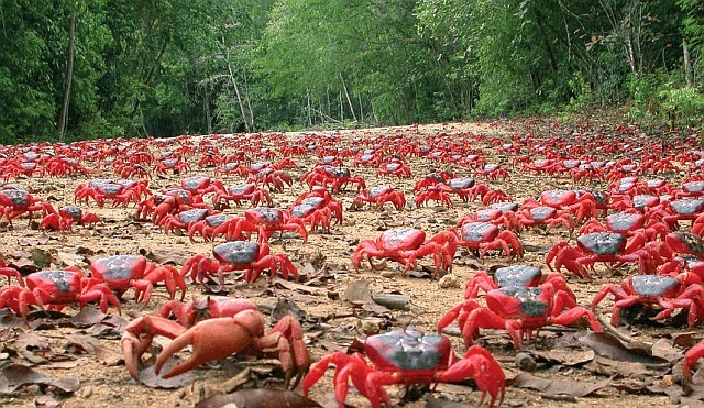 World Of Technology: The annual Christmas Island Red Crab migration