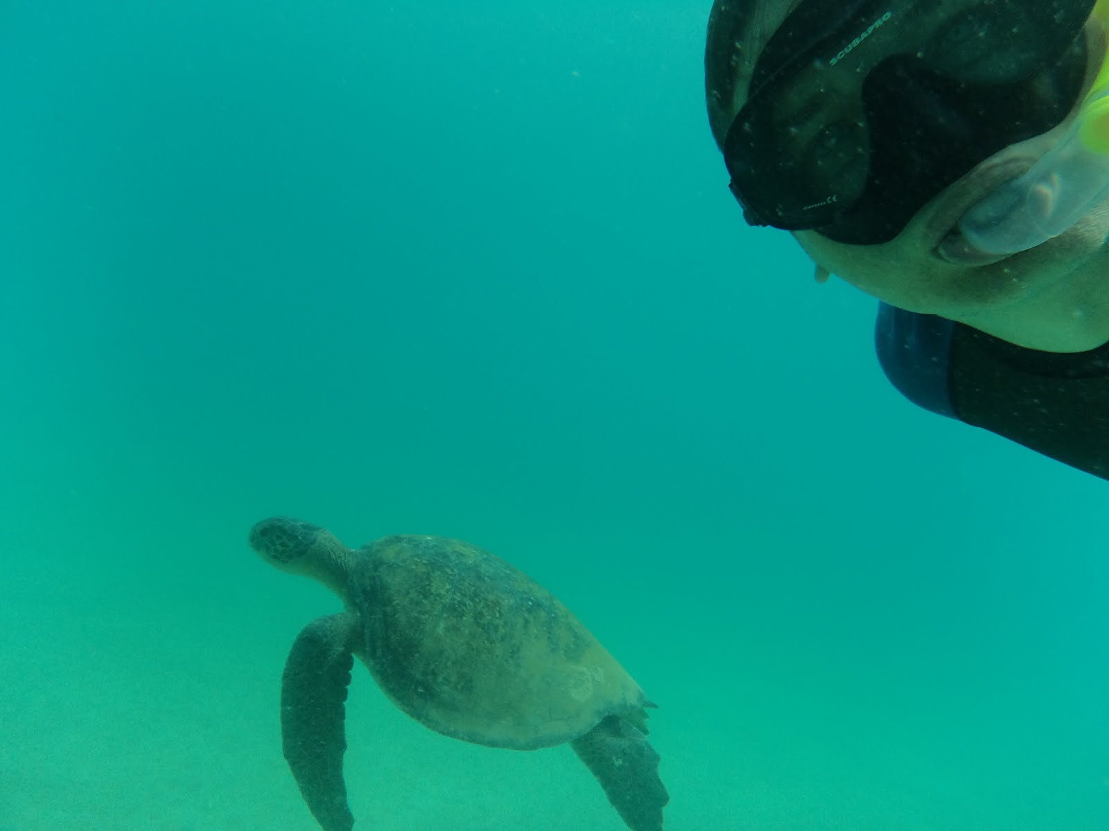 Selfie met Turtle