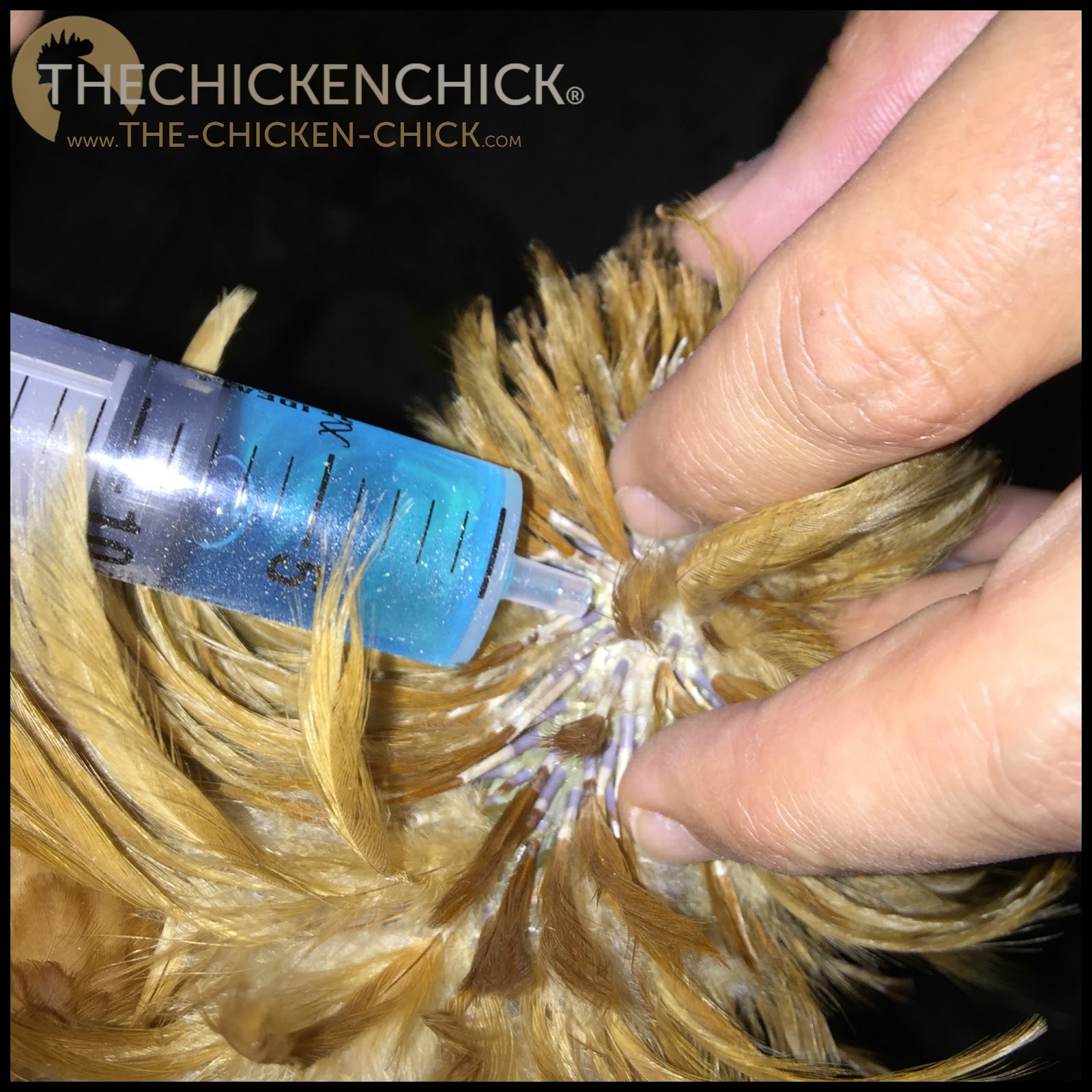 Control & Treatment of Worms in Chickens The Chicken Chick®