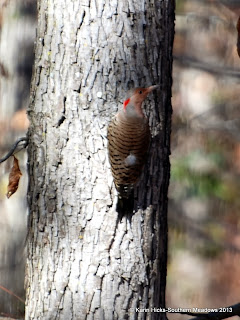yellow-shafted flicker