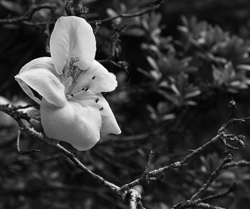 Azalea