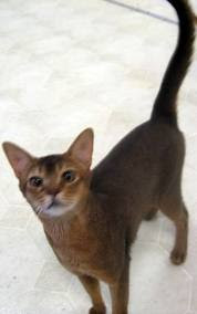 ruddy abyssinian - Tawny - Usual