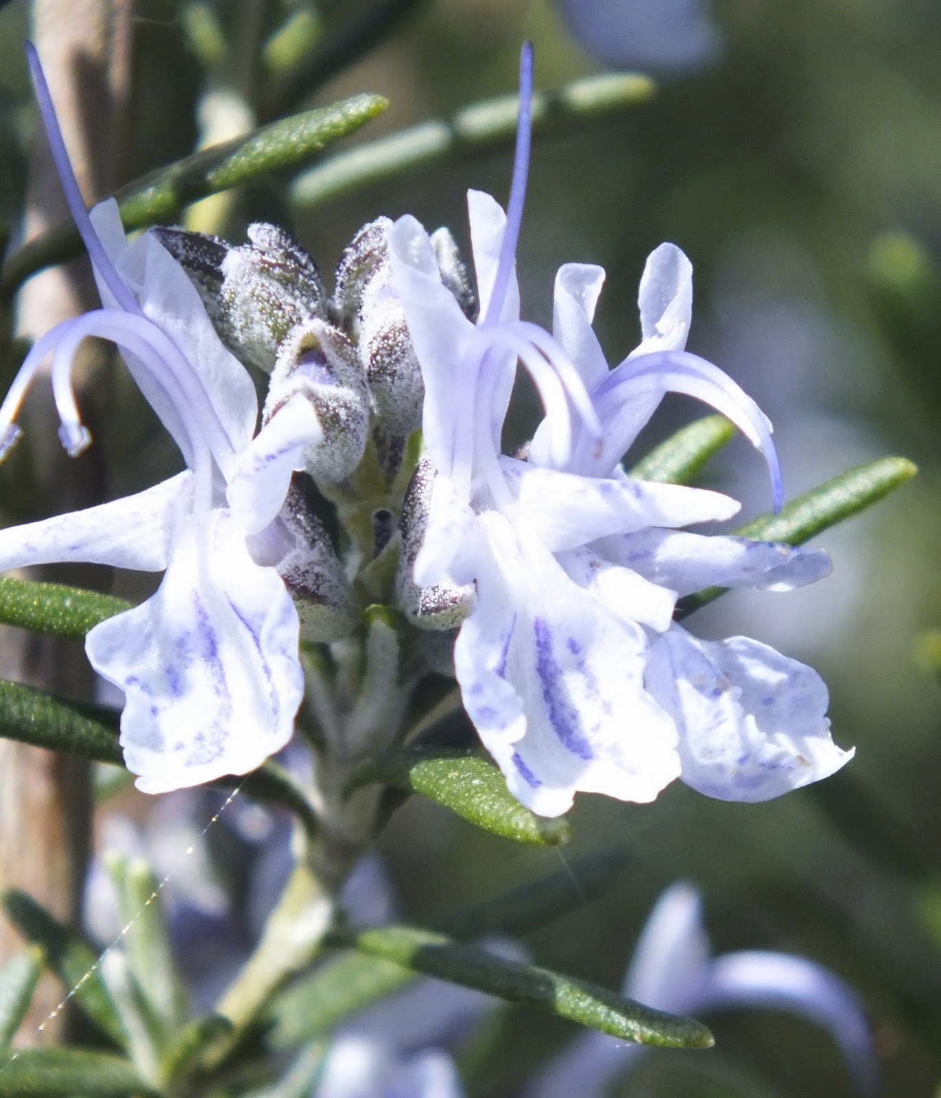 Edible flowers Rosemary Cake