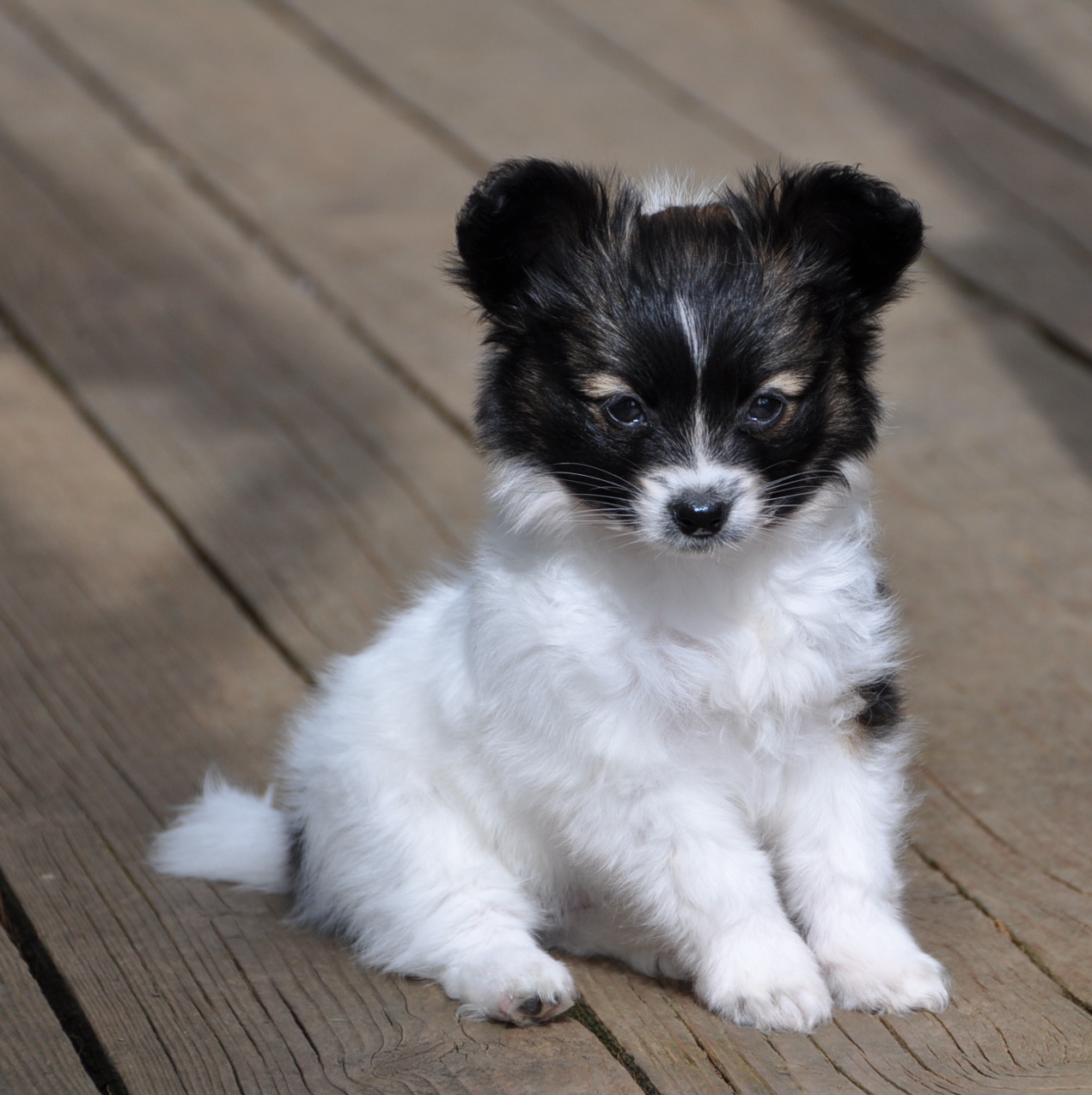 Road's End Papillons Available Papillon Puppy