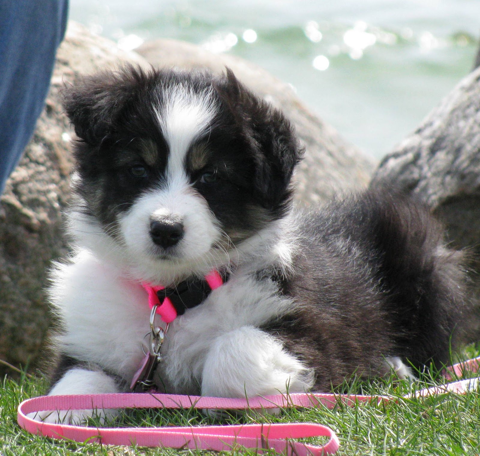 Cute Dogs: Australian shepherd dog