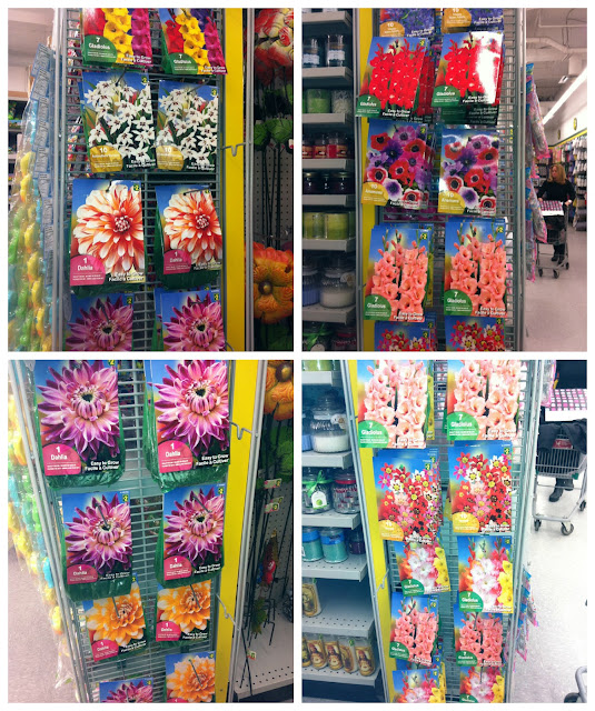 Meredith's Garden Blog The Dollarama Garden