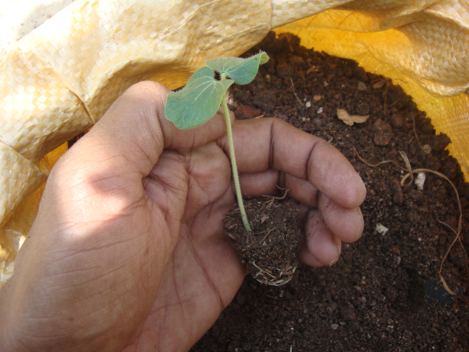 Organic micro farm and vegetable terrace garden Lady's Finger/Okra