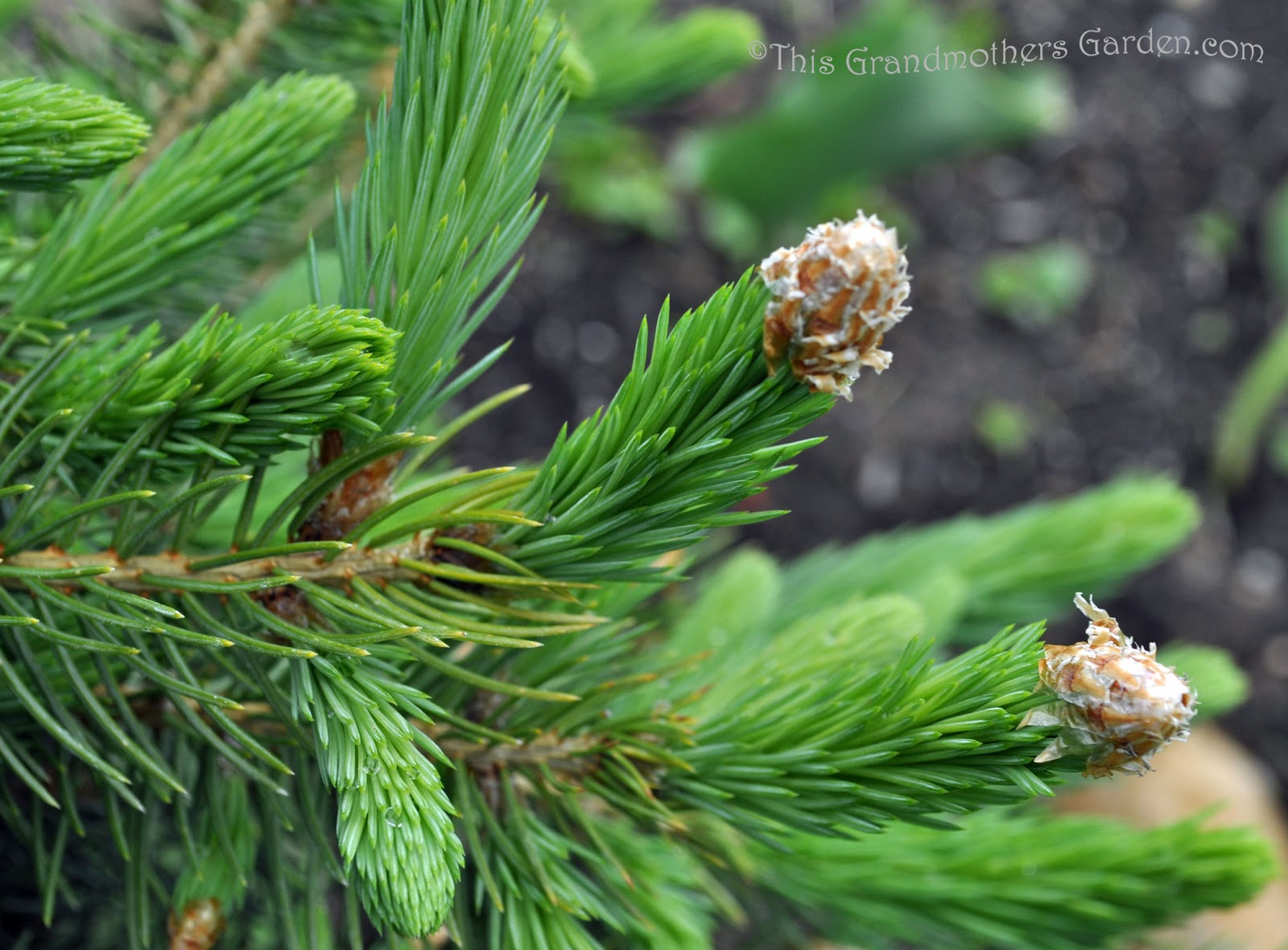 This Grandmother's Garden Bloomin' Evergreens