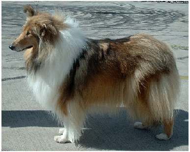 Serba Serbi Mengenal Anjing Rough Collie