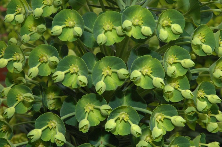 spurge