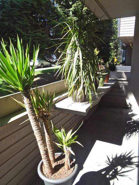 plants on a balcony