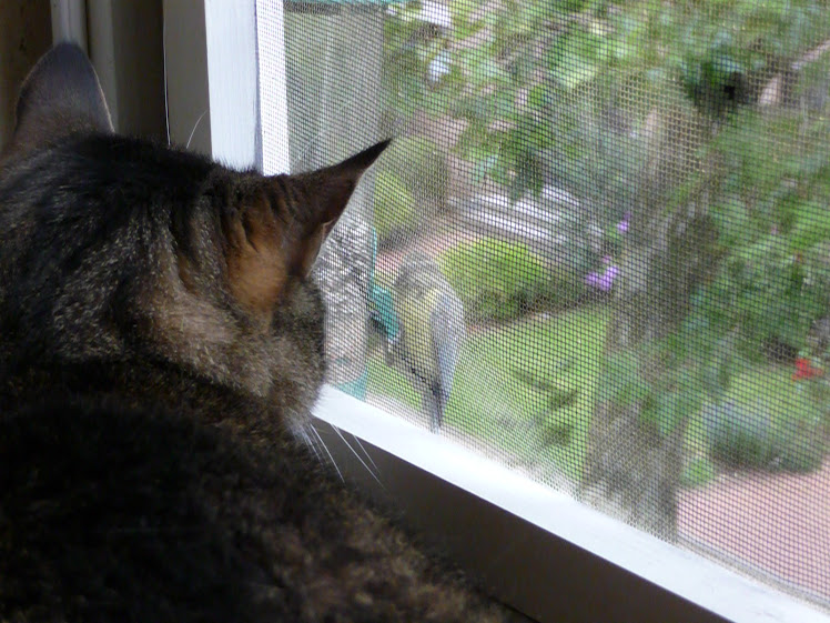 Marley beim Vögel beobachten