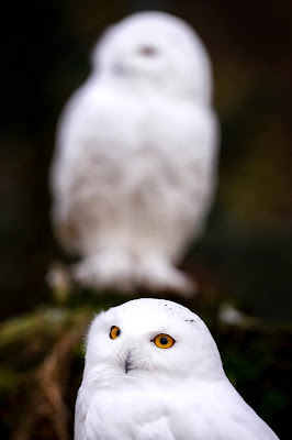 A snowy Owl sits in their enclosure at the zoo in Hof, Germany