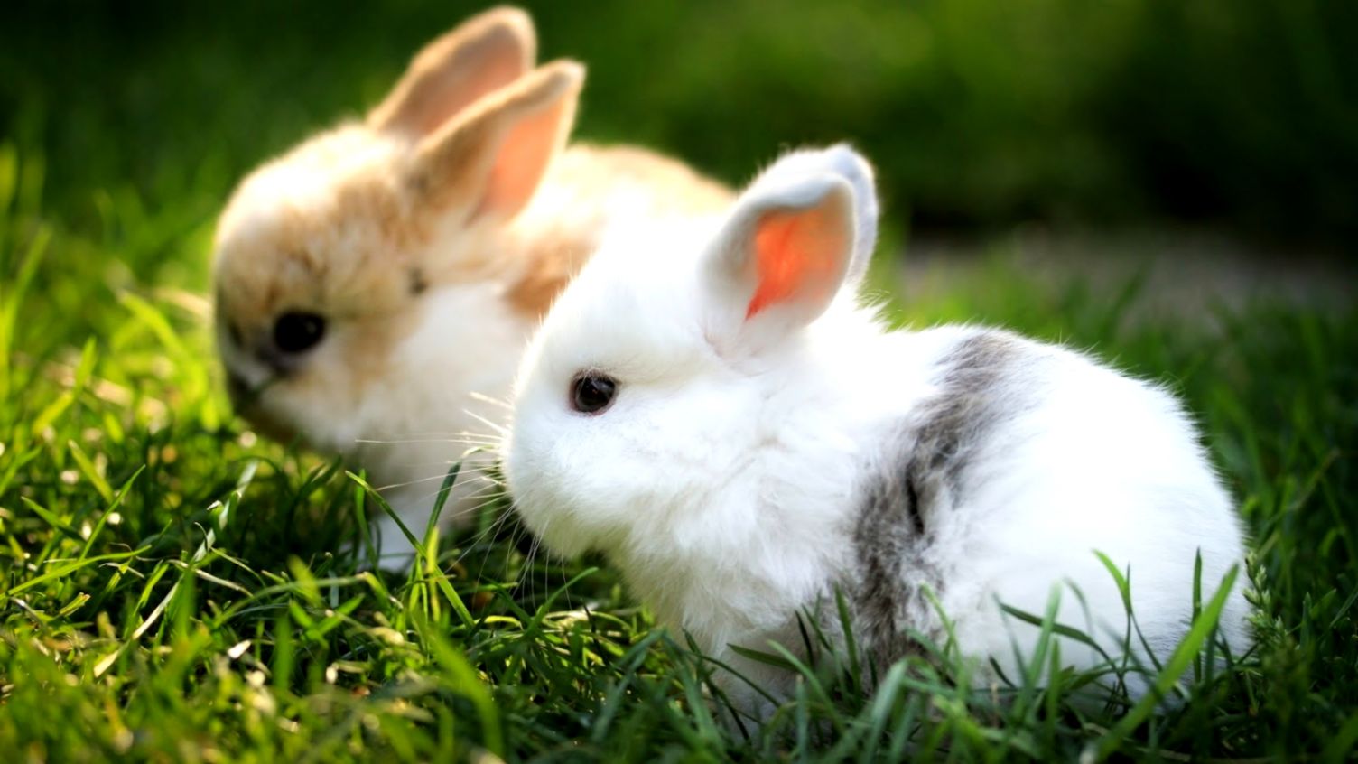 three rabbit cute wallpaper