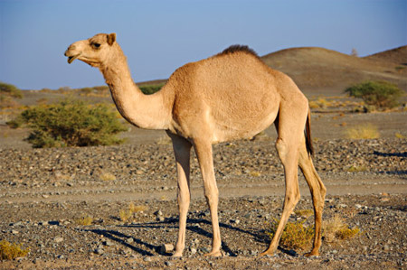 True Wild Life: Camel