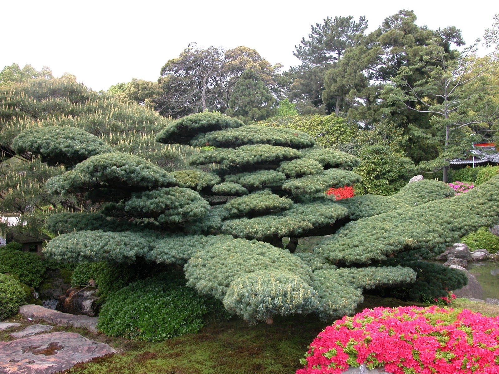 Robert Ketchell's blog Pines in the Japanese Garden