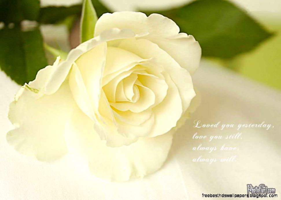 White Rose Wallpaper Desktop Background Full Hd Wallpapers White Rose Wallpaper Desktop Background Full Hd Wallpapers