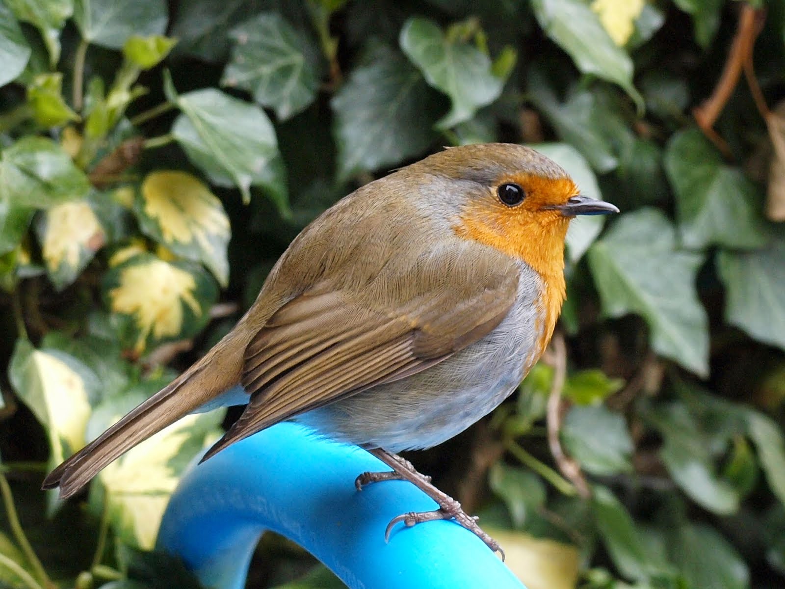 Garden Robin