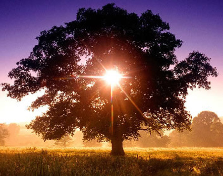 tree sun