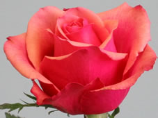 Imagine, See, Do: Party and Event Planning - Lay the foundation