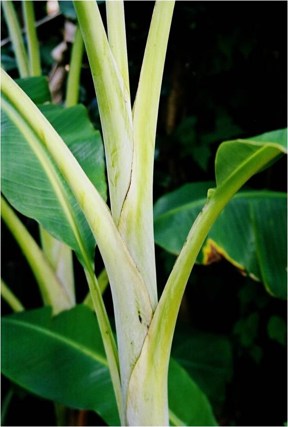 Botany Professor The Invention and Reinvention of Trees